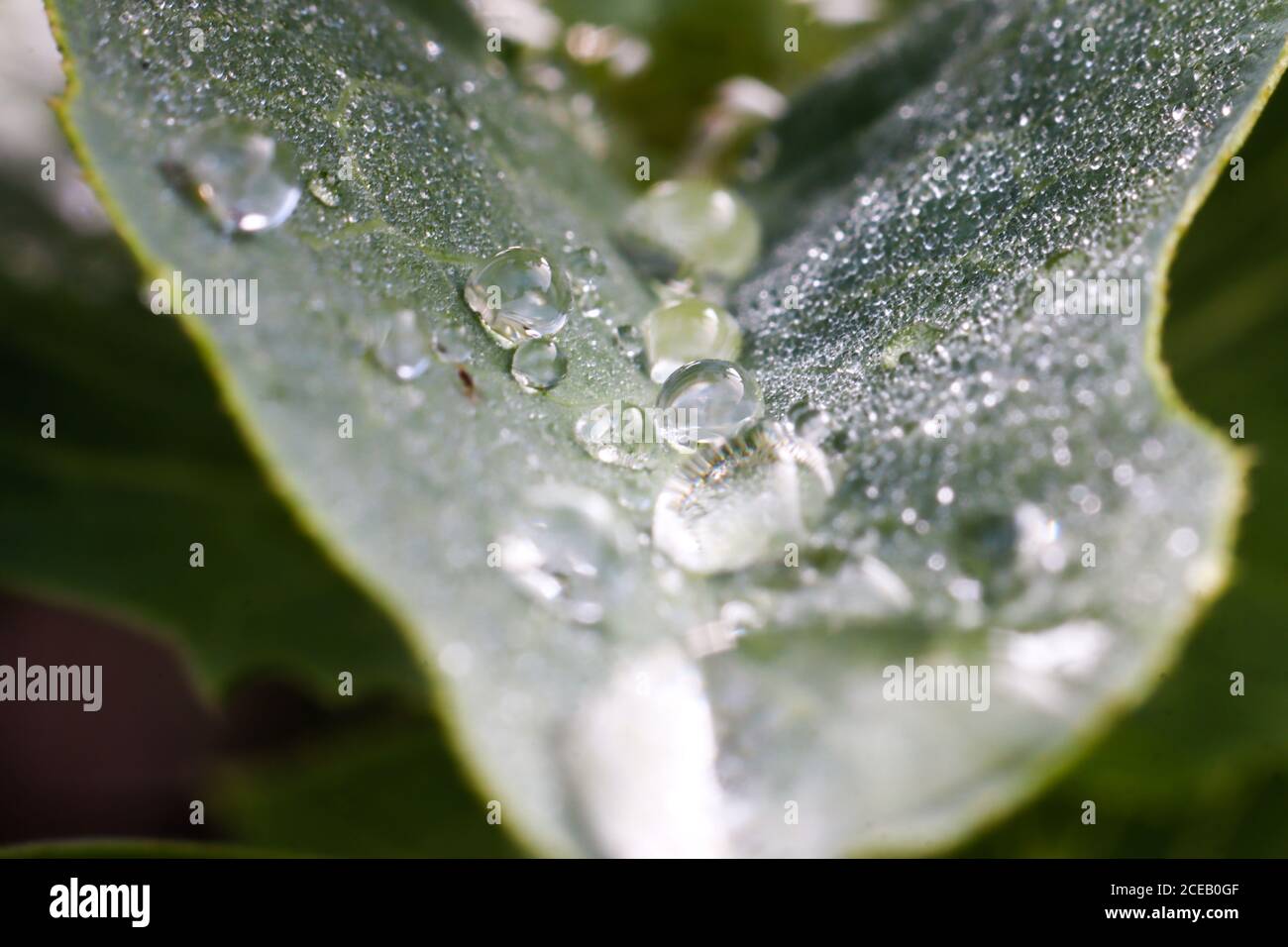 morning dew drops on romaine lettuce Stock Photo