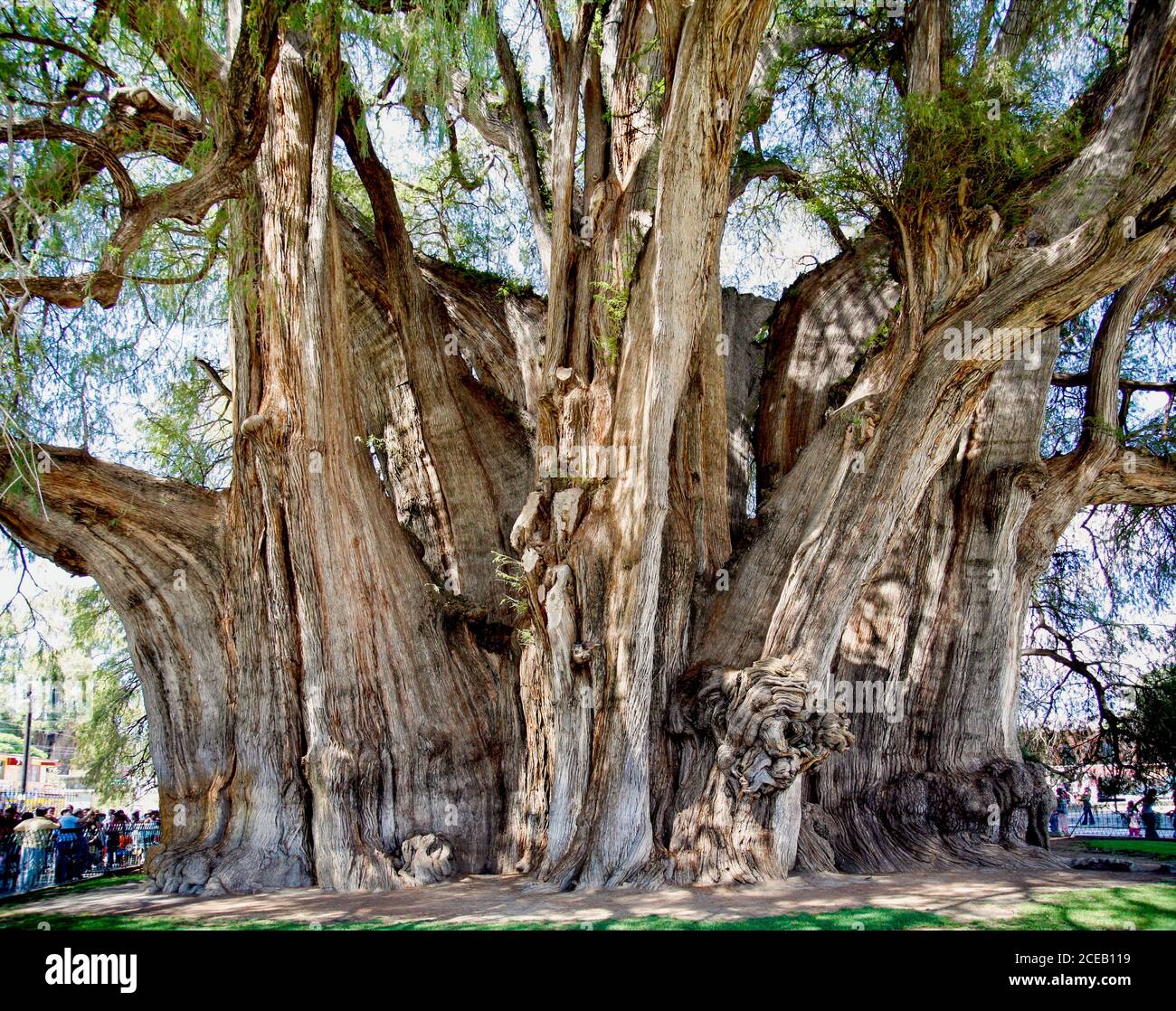 giant tree at Tule, Oaxaca, Mexico Stock Photo