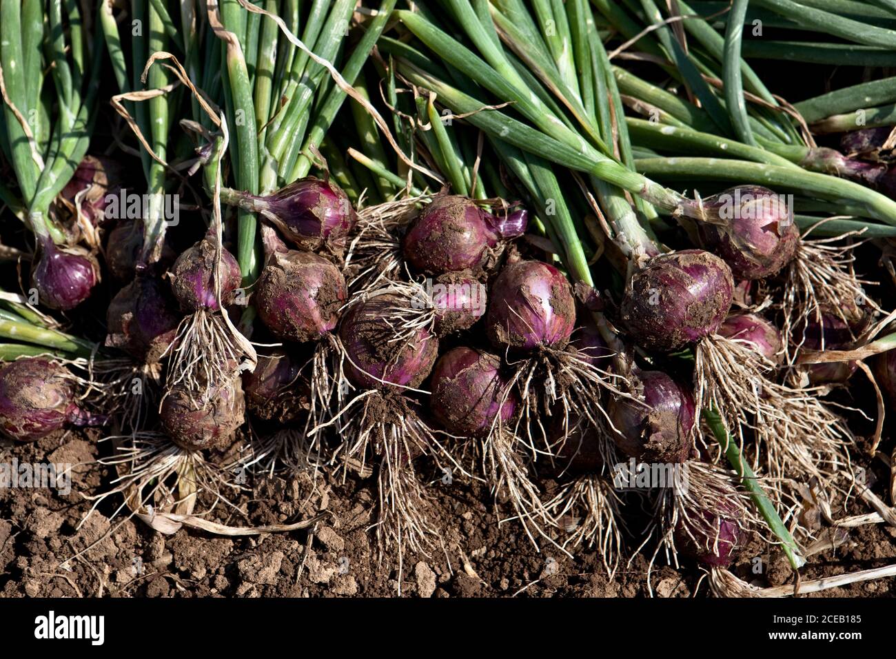 Many of red onion Stock Photo