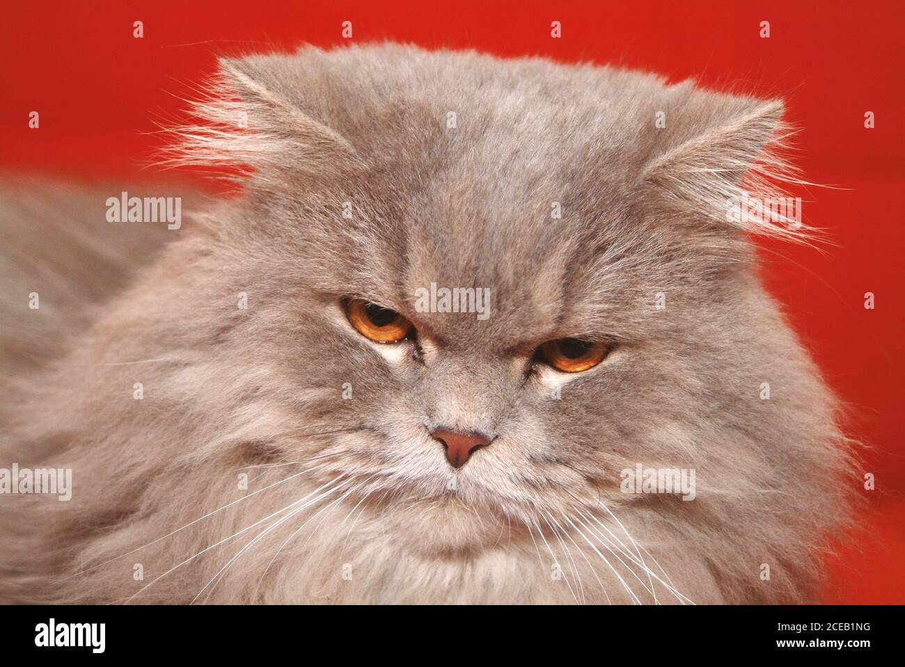 Fluffy cat lying on couch Stock Photo - Alamy