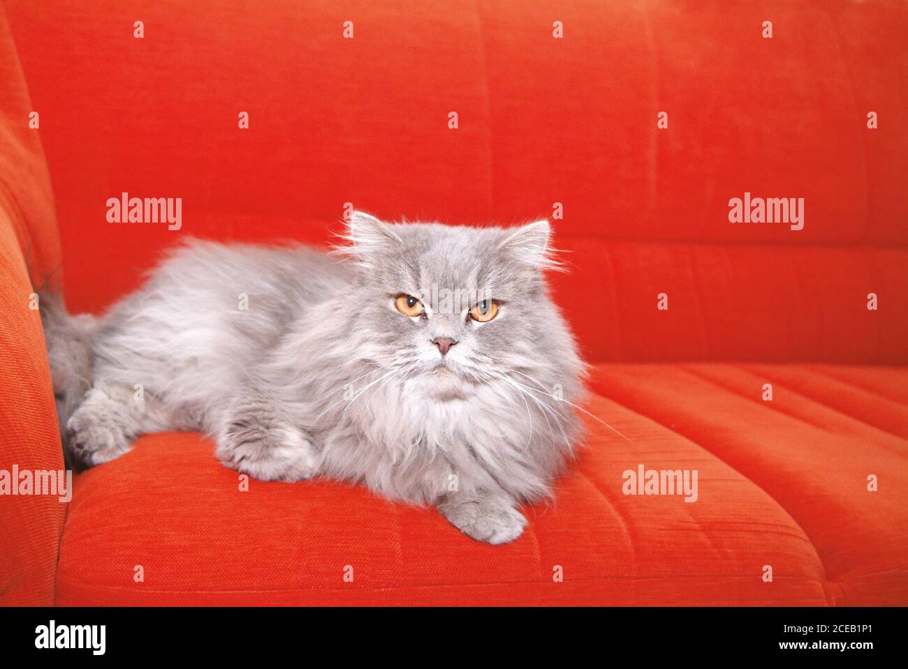 Fluffy cat lying on couch Stock Photo - Alamy