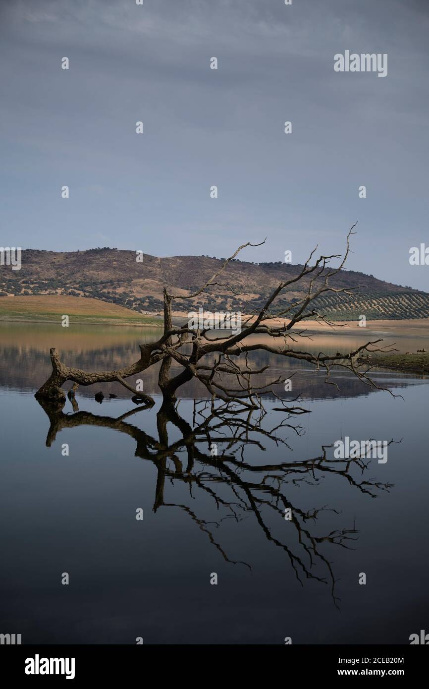 Dead leafless tree in middle of lake Stock Photo