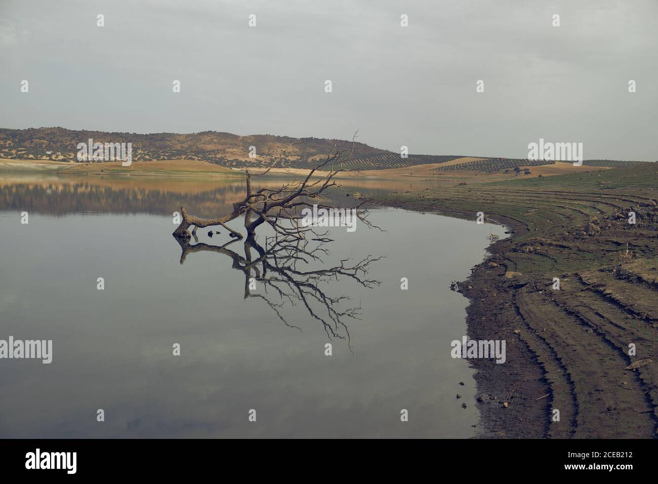 Dead leafless tree in middle of lake Stock Photo
