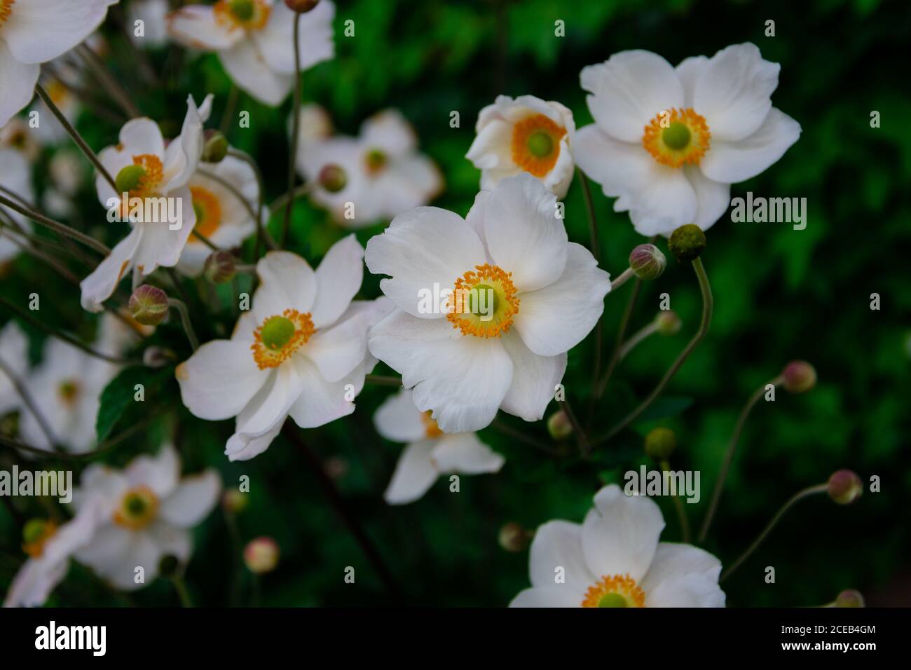 View of Japanese Anemones or windflowers (Anemone hupehensis) Stock Photo