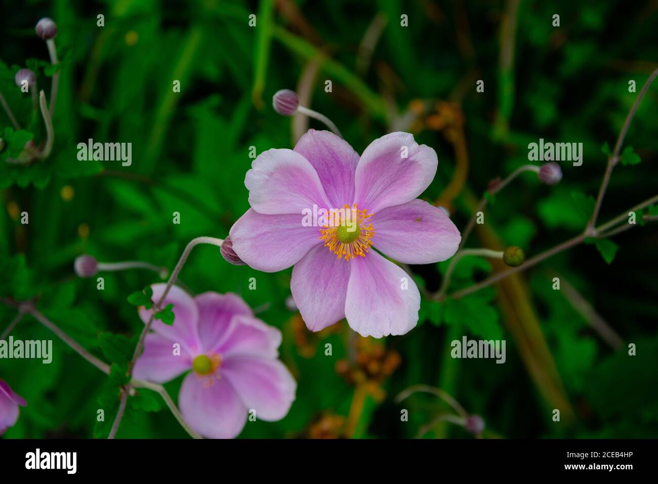 View of Japanese Anemones or windflowers (Anemone hupehensis) Stock Photo