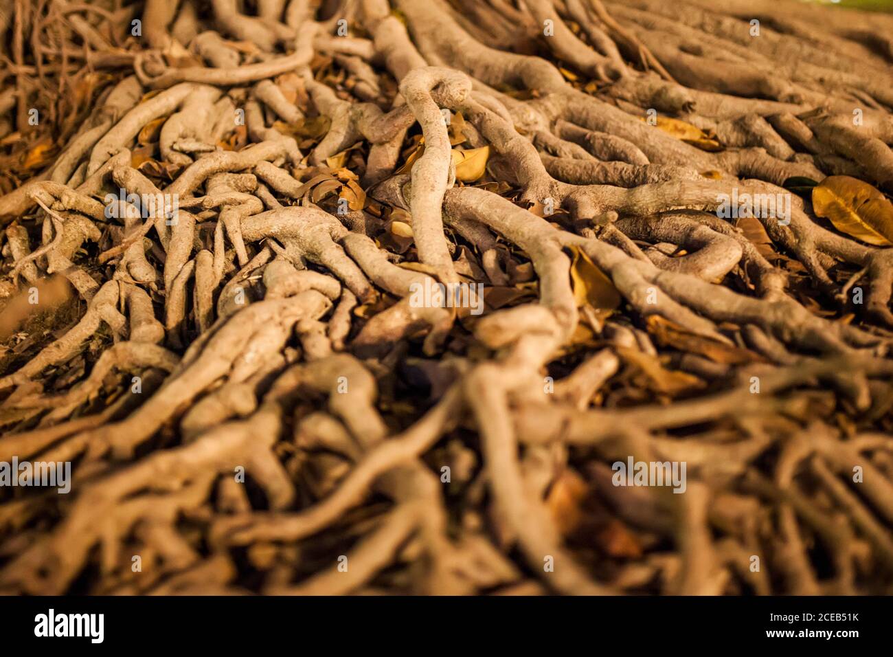 tree roots entangled in the ground Stock Photo