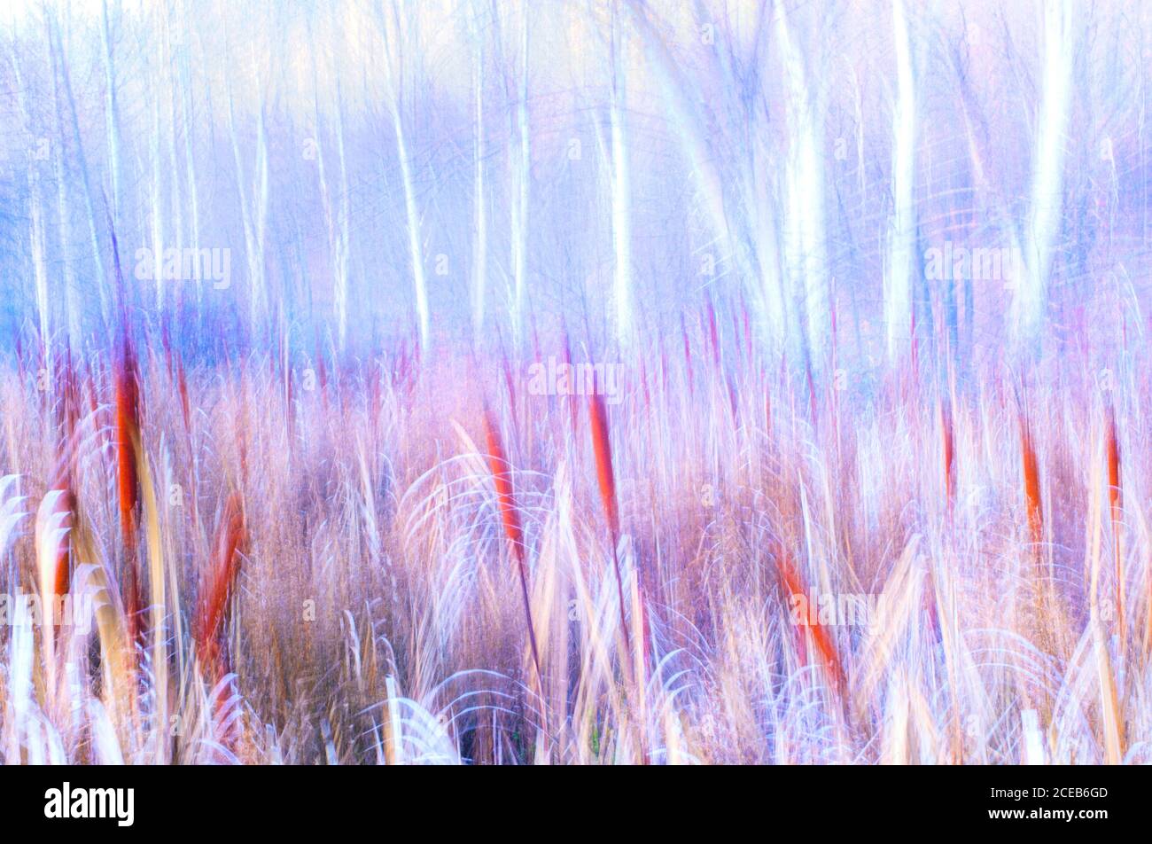 Typha plant in glowing purple light in the forest as Pictorialism ...