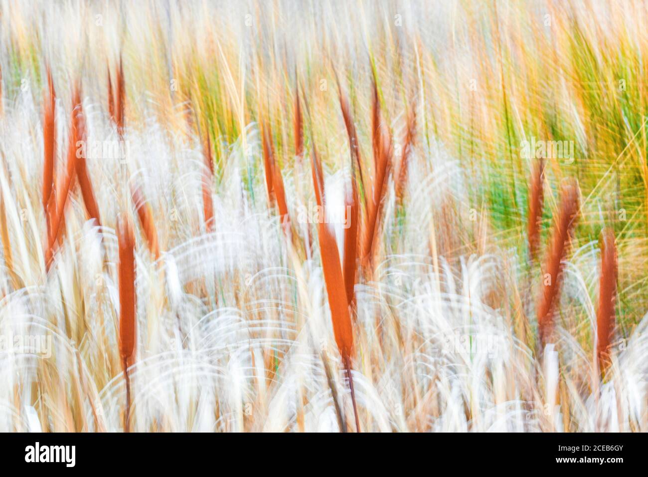 Typha plant in glowing purple light in the forest as Pictorialism ...