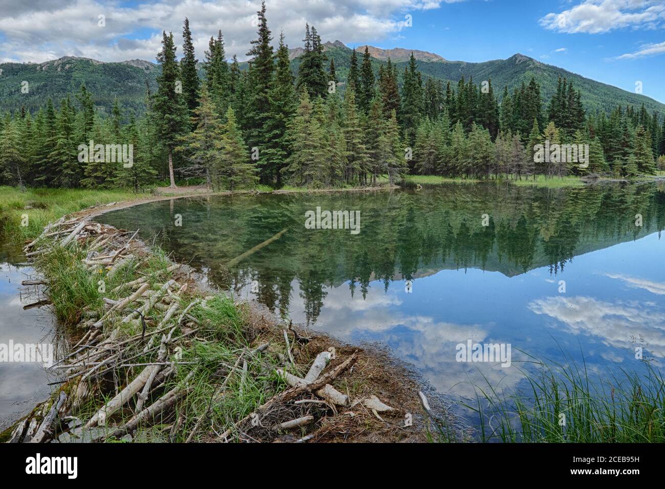 North America; United States; Alaska; Denali National Park; Plants; Wildflowers; Summer; Horseshoe Lake; Beaver Dam; HDR of two images Stock Photo