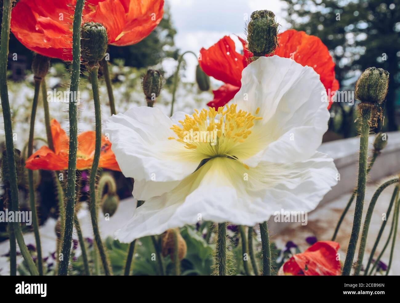 close up view of blooming poppies and other flowers on background Stock Photo