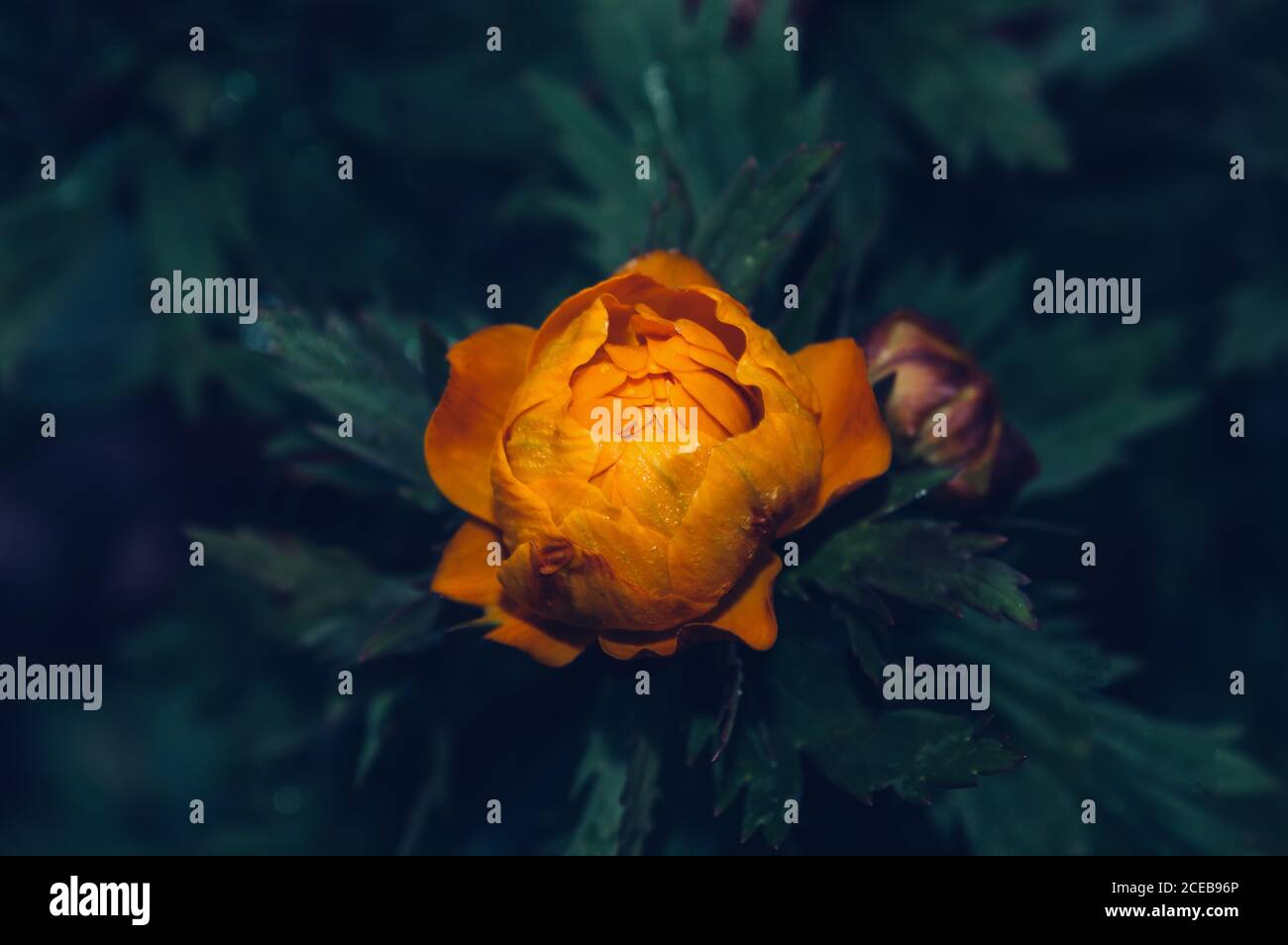 view from above on blooming orange trollius flower that symbolize gratitude Stock Photo