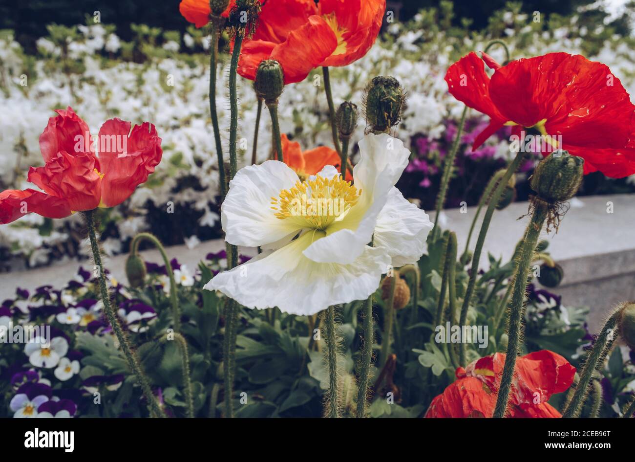 flowerbed of pansies and poppies and rhododendrons on background Stock Photo