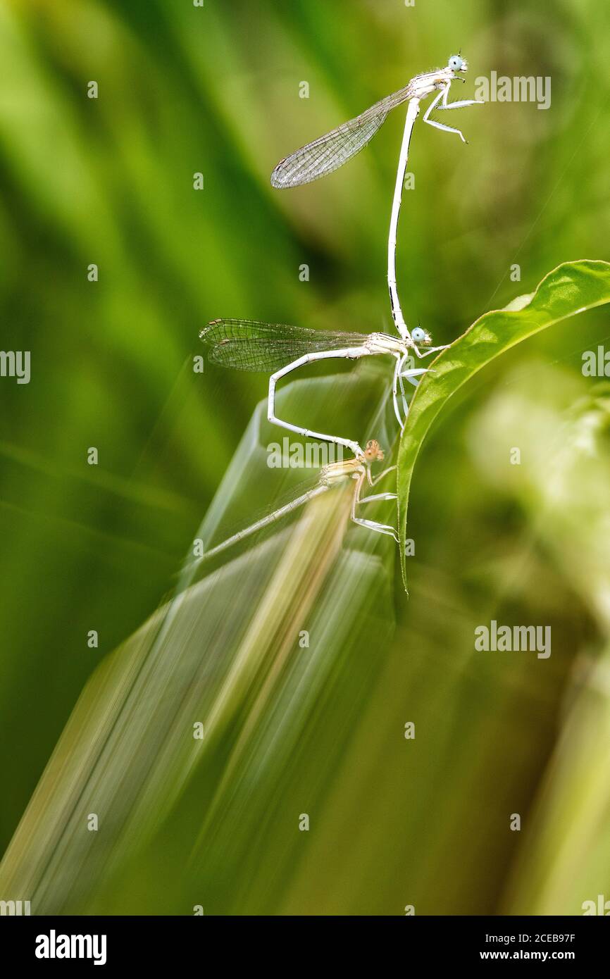 Blurry plants on lawn with grass and straw, Spain Stock Photo