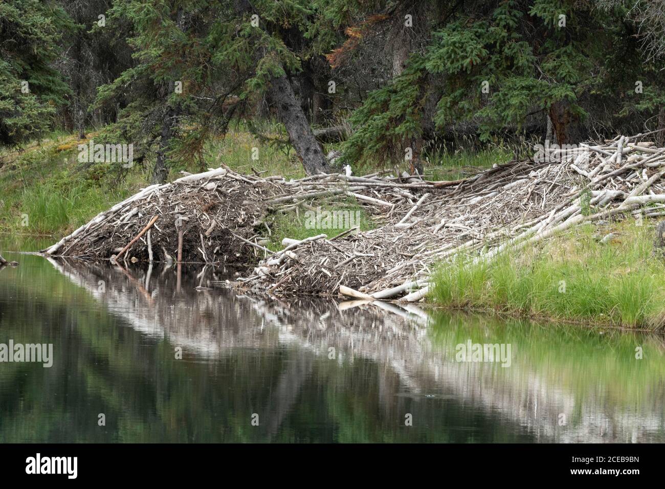 North America; United States; Alaska; Denali National Park;   Summer; Horseshoe Lake; Beaver Lodge Stock Photo