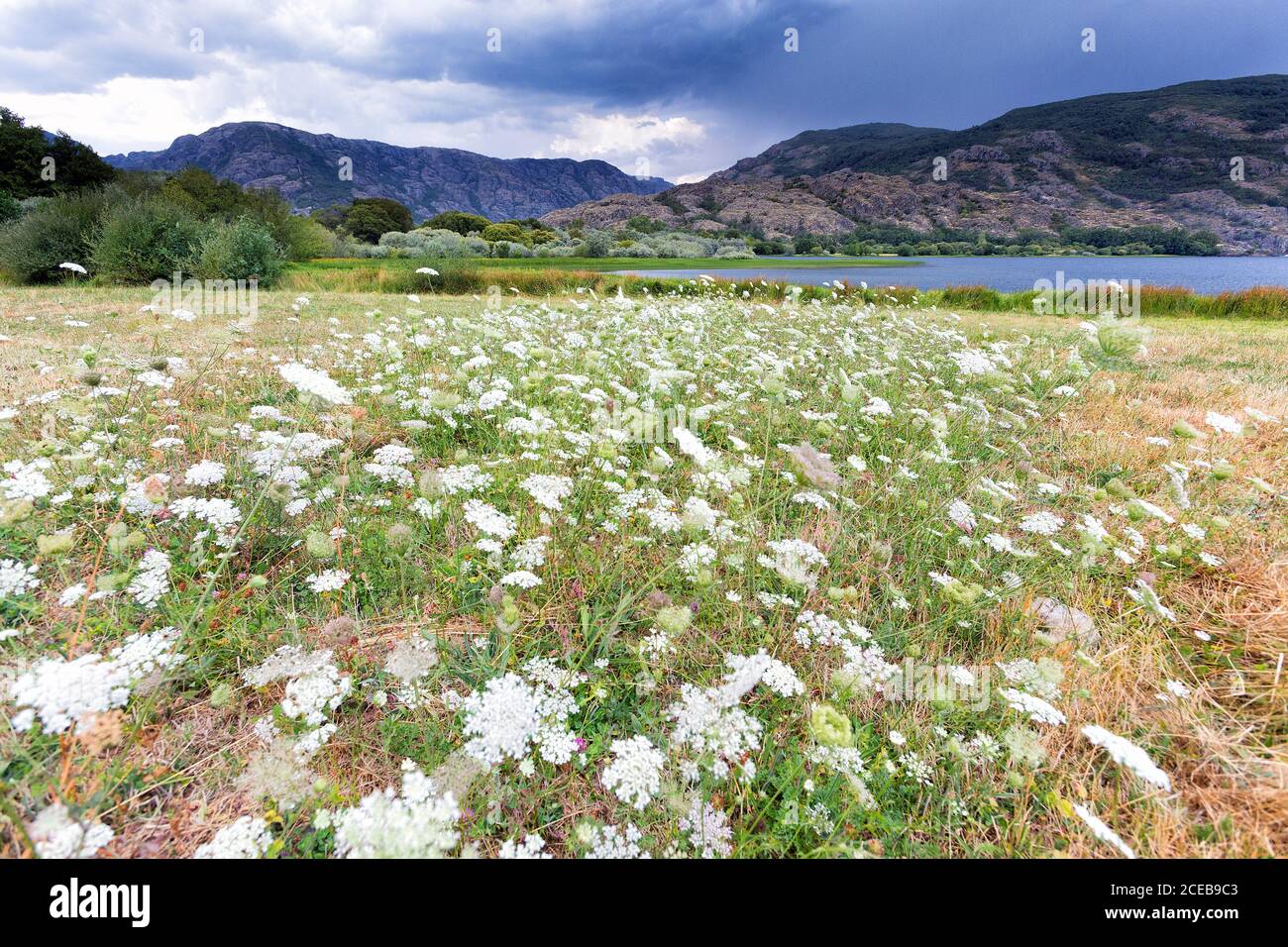 Beautiful view of lawn with white flowers on background of remote lake ...