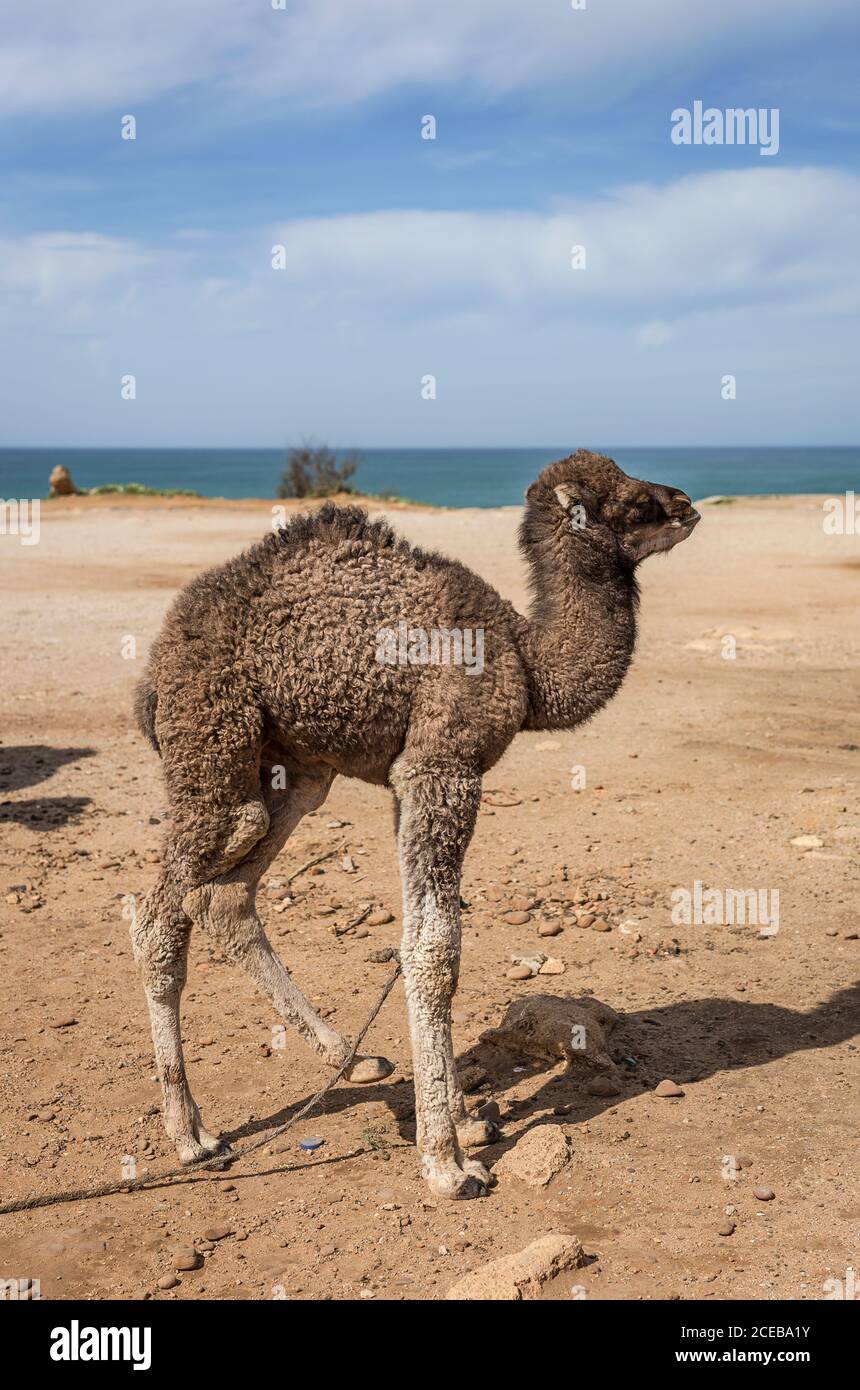 Camels in freedom on the beach of Tanger. Morocco Stock Photo