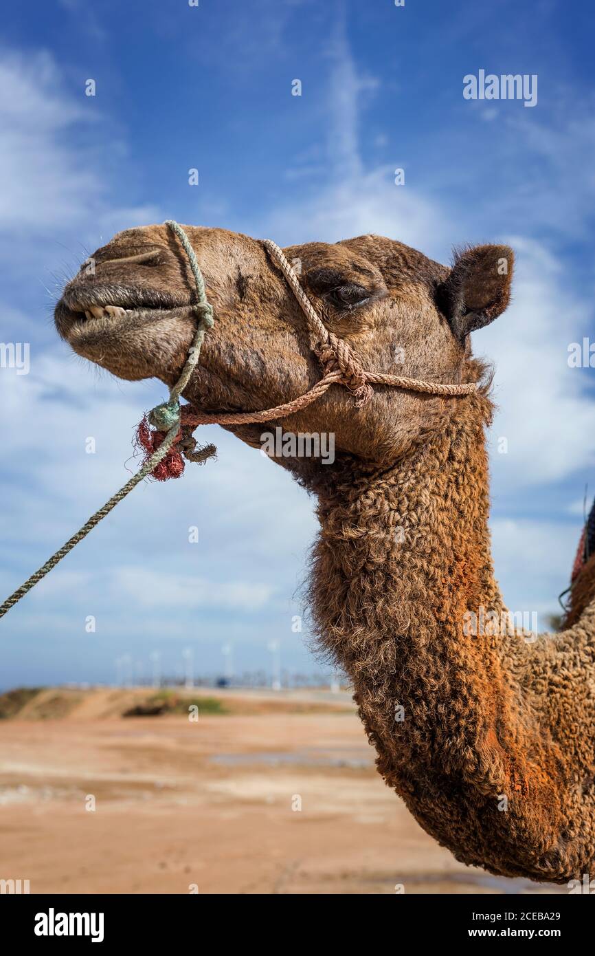 Camels in freedom on the beach of Tanger. Morocco Stock Photo