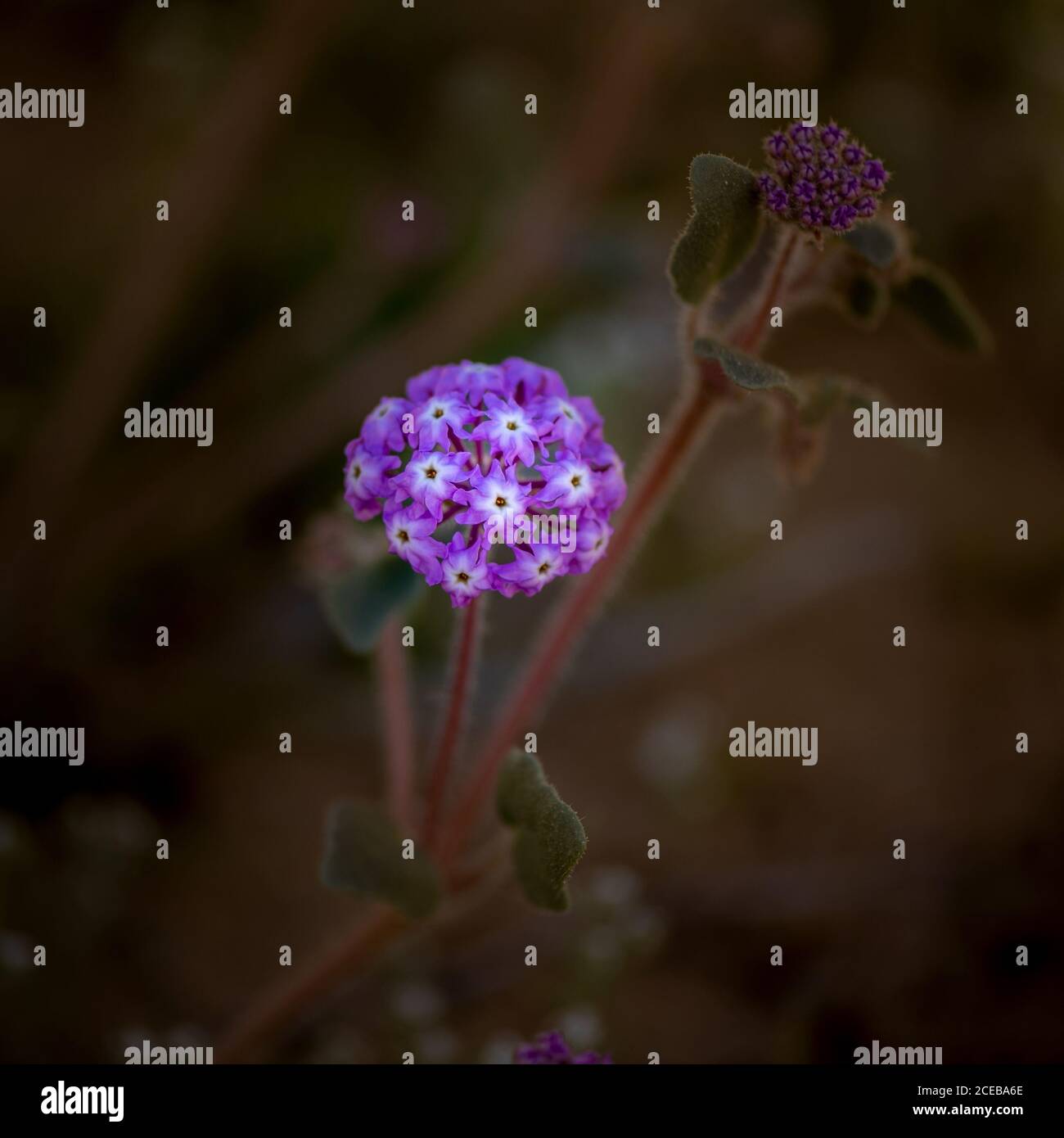 Pink Sand Verbena (Abronia umbellata) in the southern Desert of California that spring. Stock Photo