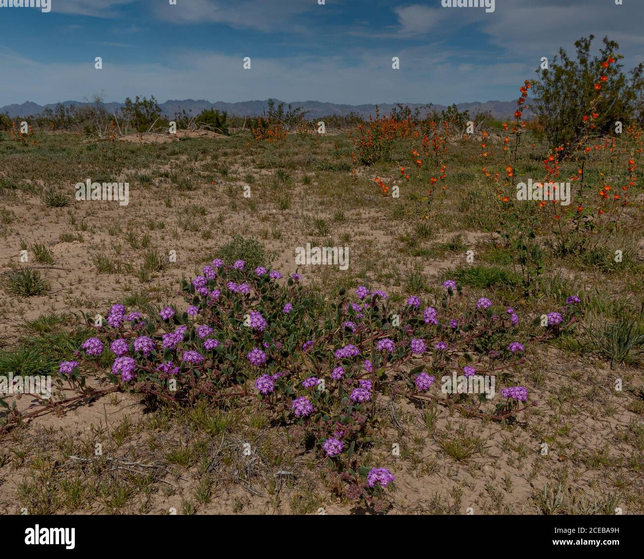 Pink Sand Verbena (Abronia umbellata) and Desert globemallow (Sphaeralcea ambigua) the southern Desert of California Stock Photo