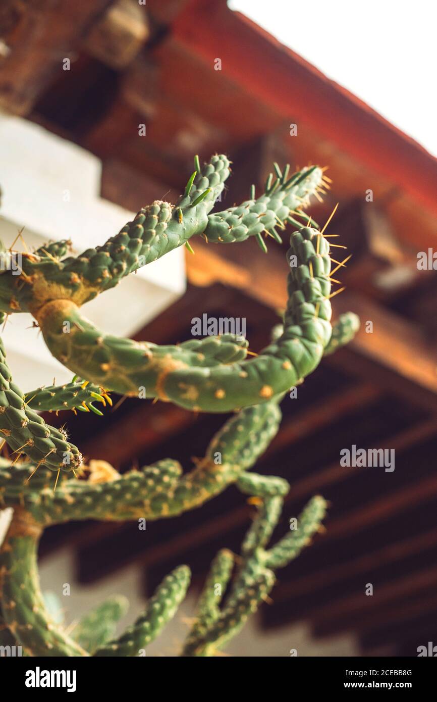 Nice cactus growing near rough plaster wall on street of Oaxaca, Mexico ...