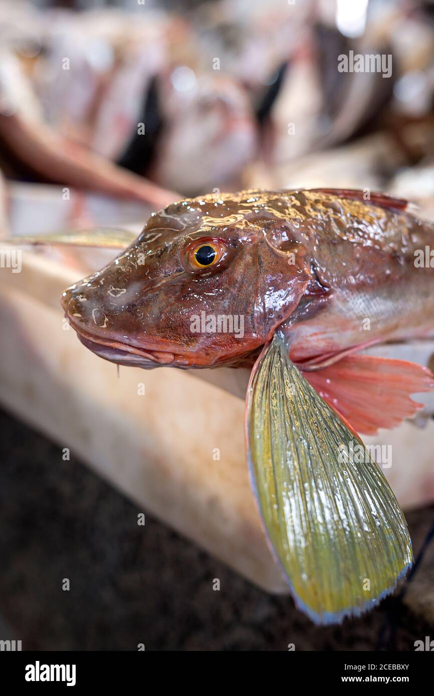 Traditional Market of fresh and assorted fish and seafood. rockfish