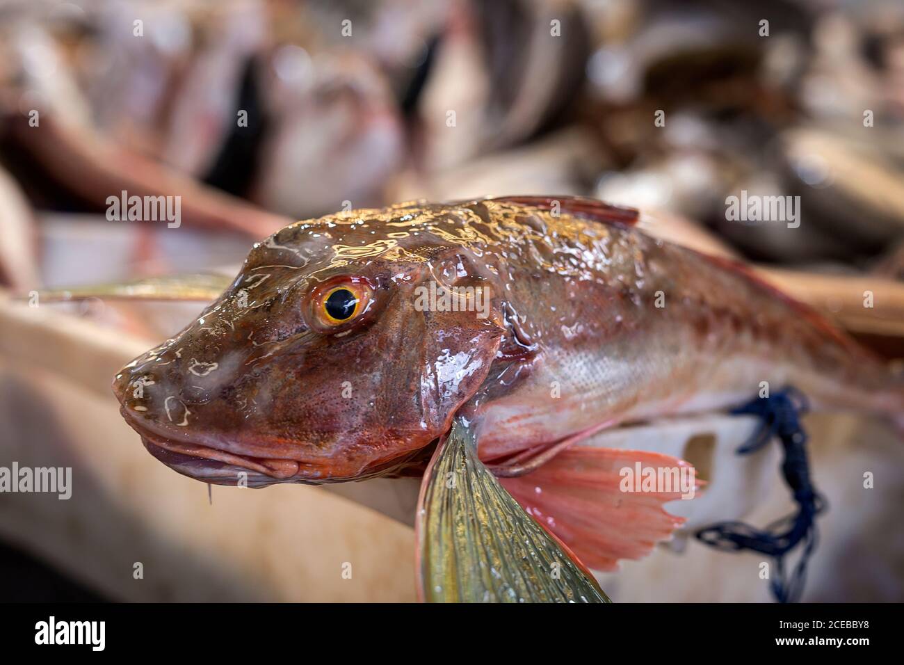 Rockfish seafood hires stock photography and images Alamy