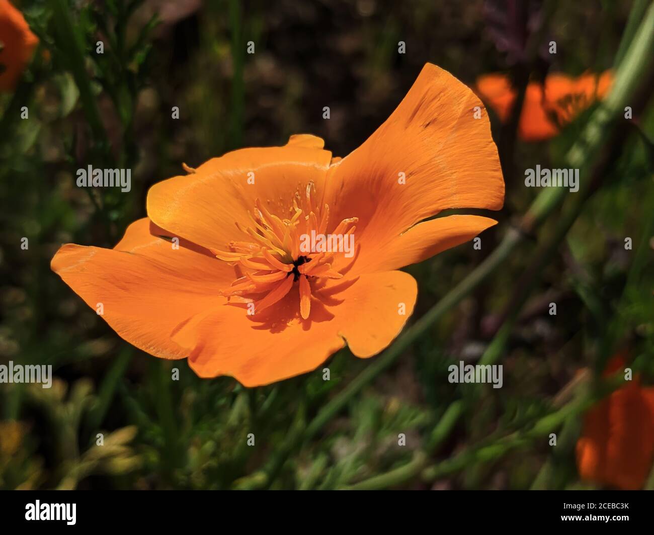 Close up of an Orange California Poppy Flower Stock Photo