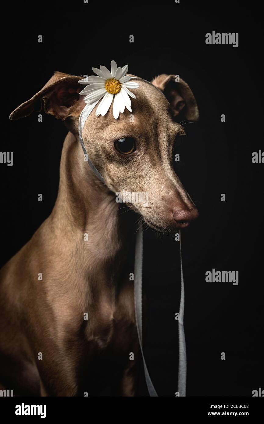 Are Greyhounds Friendly