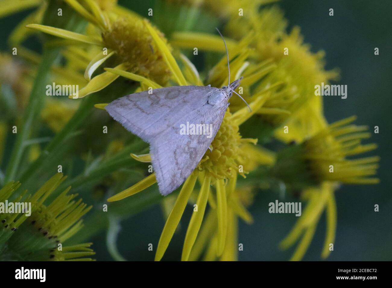 A specimen of the crambid moth Udea lutealis on a ragwort flower, taken at Hunterston in Ayrshire. Stock Photo