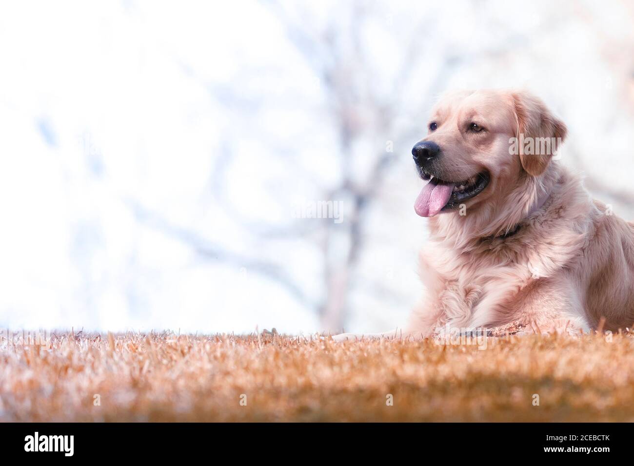 Golden retriever in the park hi-res stock photography and images - Alamy