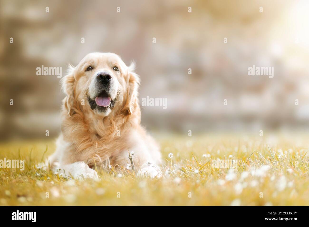 Golden retriever in the park hi-res stock photography and images - Alamy