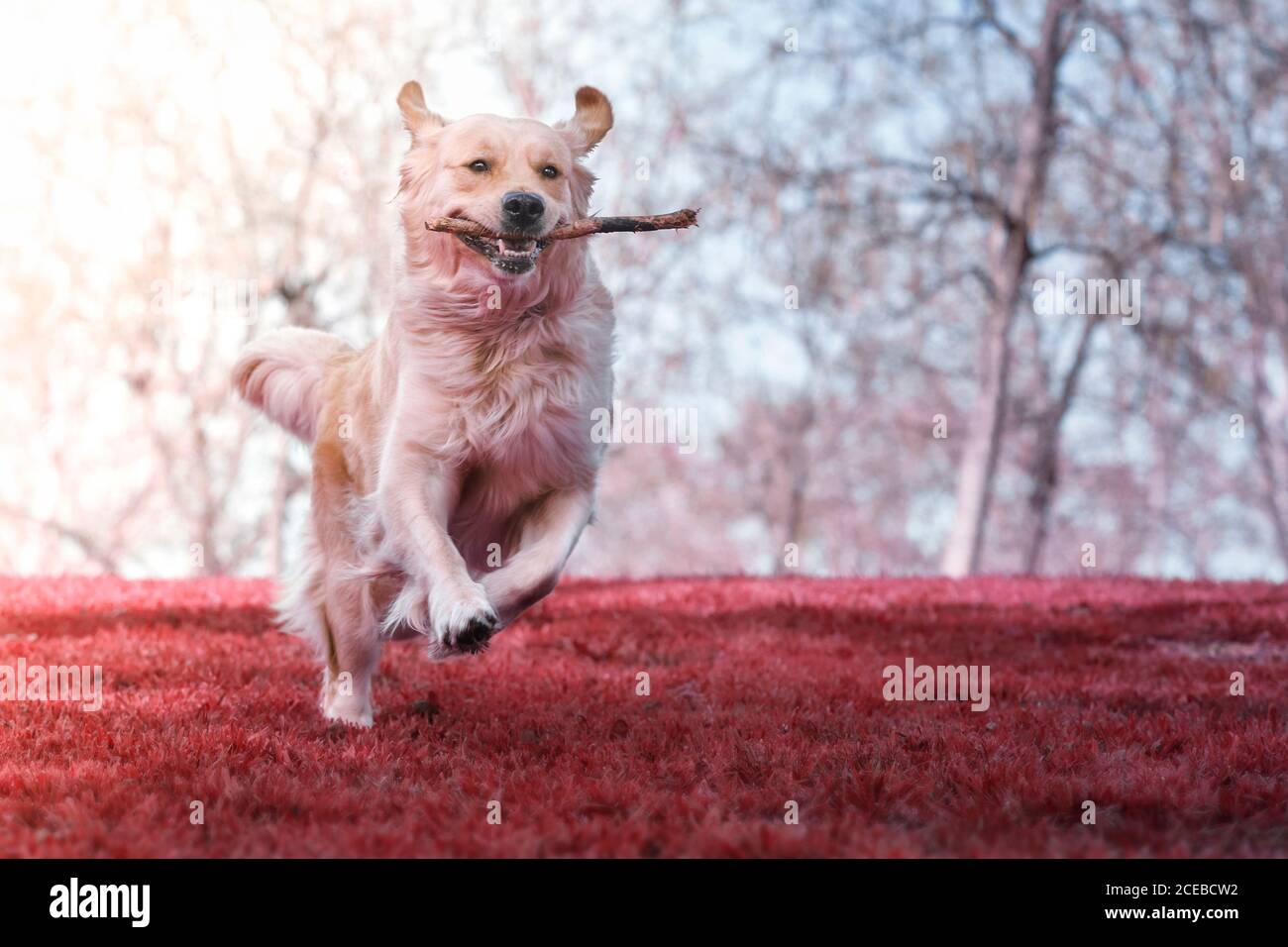 Happy active golden retriever hi-res stock photography and images - Alamy