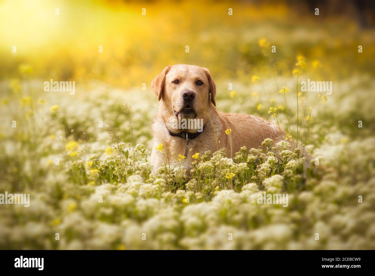 golden retriever lying in park Stock Photo - Alamy