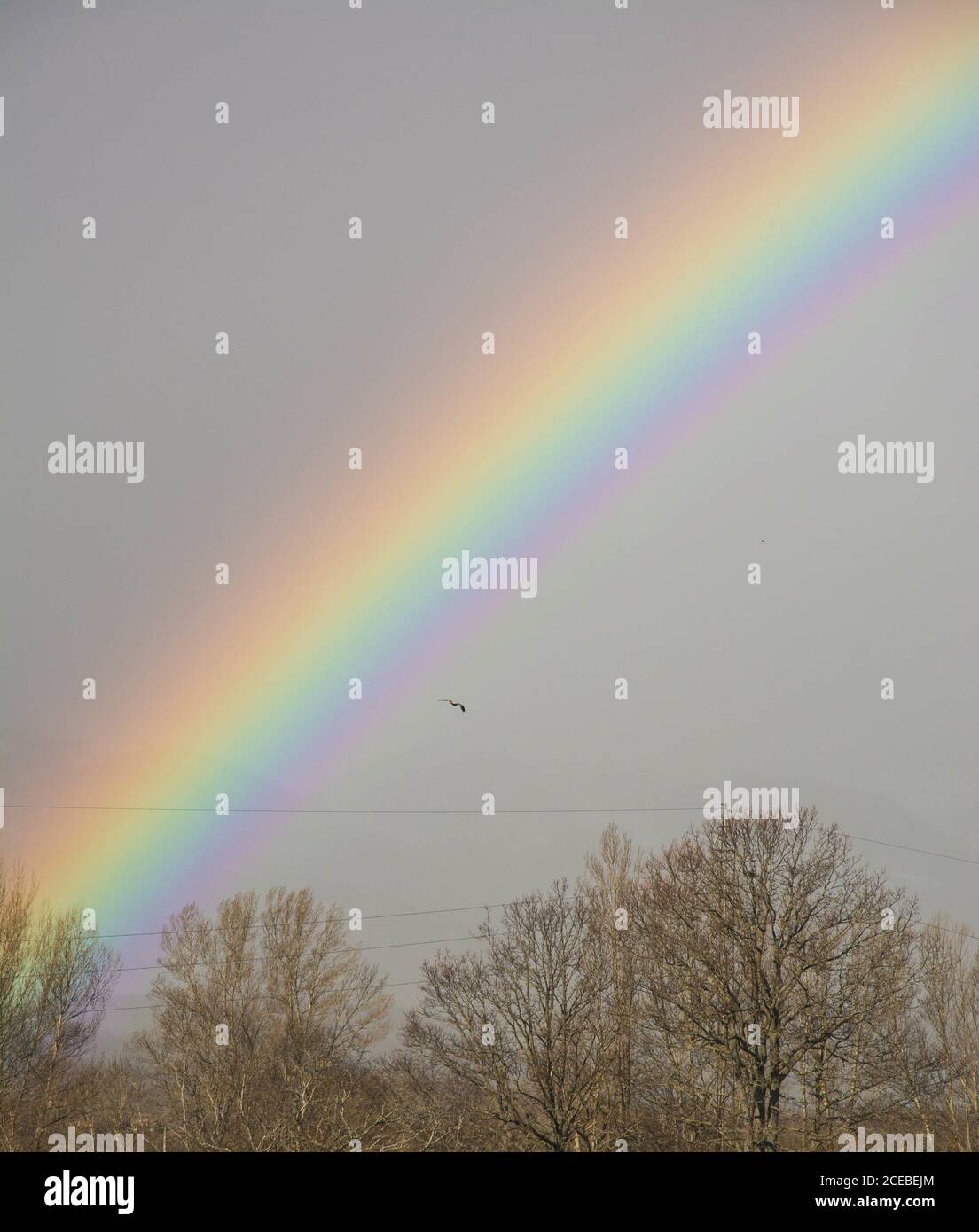 View of bird flying in sky with bright colorful rainbow above spring ...