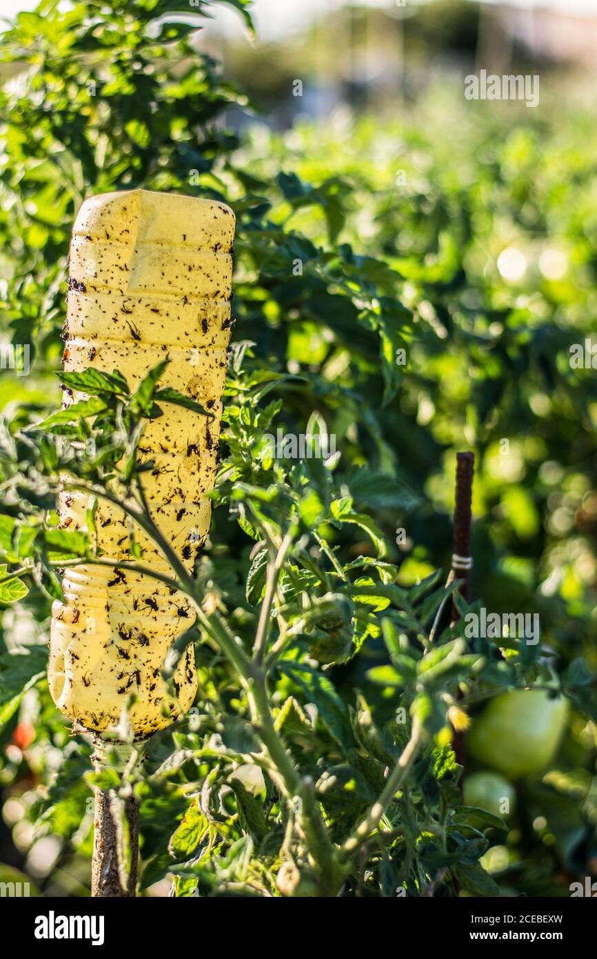 Plastic bottle with dead bodies of bugs located near growing tomato