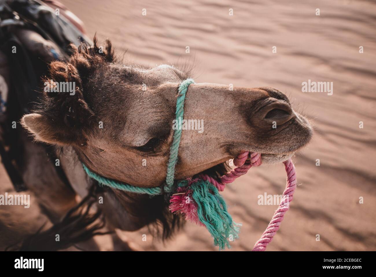 Tied By Ropes High Resolution Stock Photography and Images - Alamy