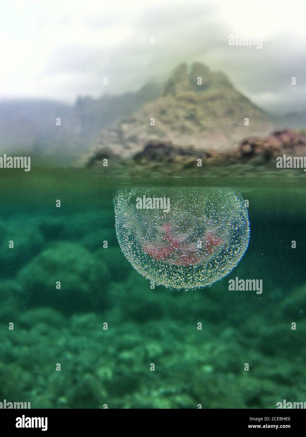 Closeup of transparent jellyfish in bubbles flowing under surface of ...