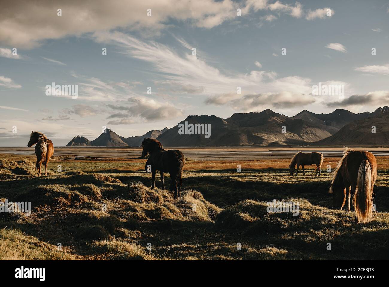 Chestnut horses hi-res stock photography and images - Alamy