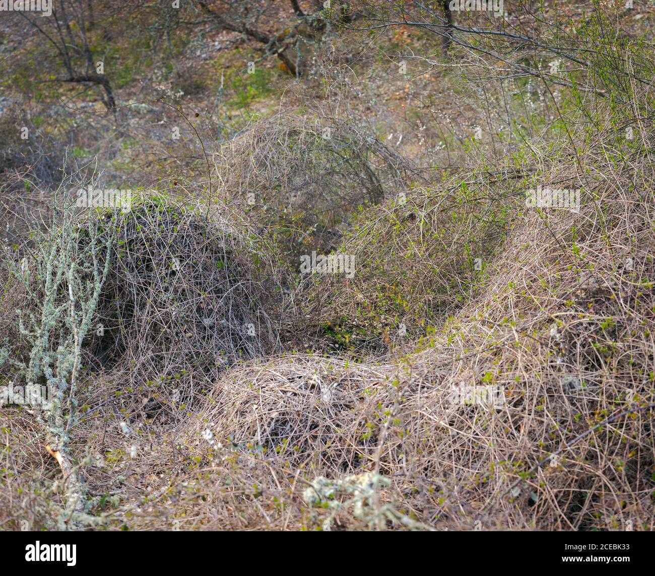 Dry grass and bushes growing in forest with leafless trees Stock Photo