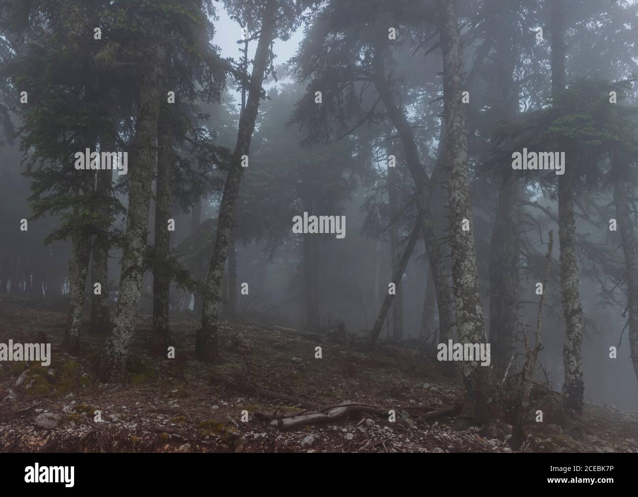 Thick mist in beautiful conifer forest on Cefalonia Island, Greece Stock Photo