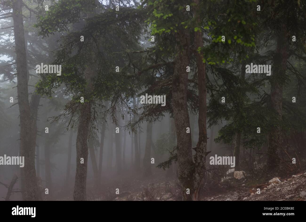 Thick mist in beautiful conifer forest on Cefalonia Island, Greece Stock Photo