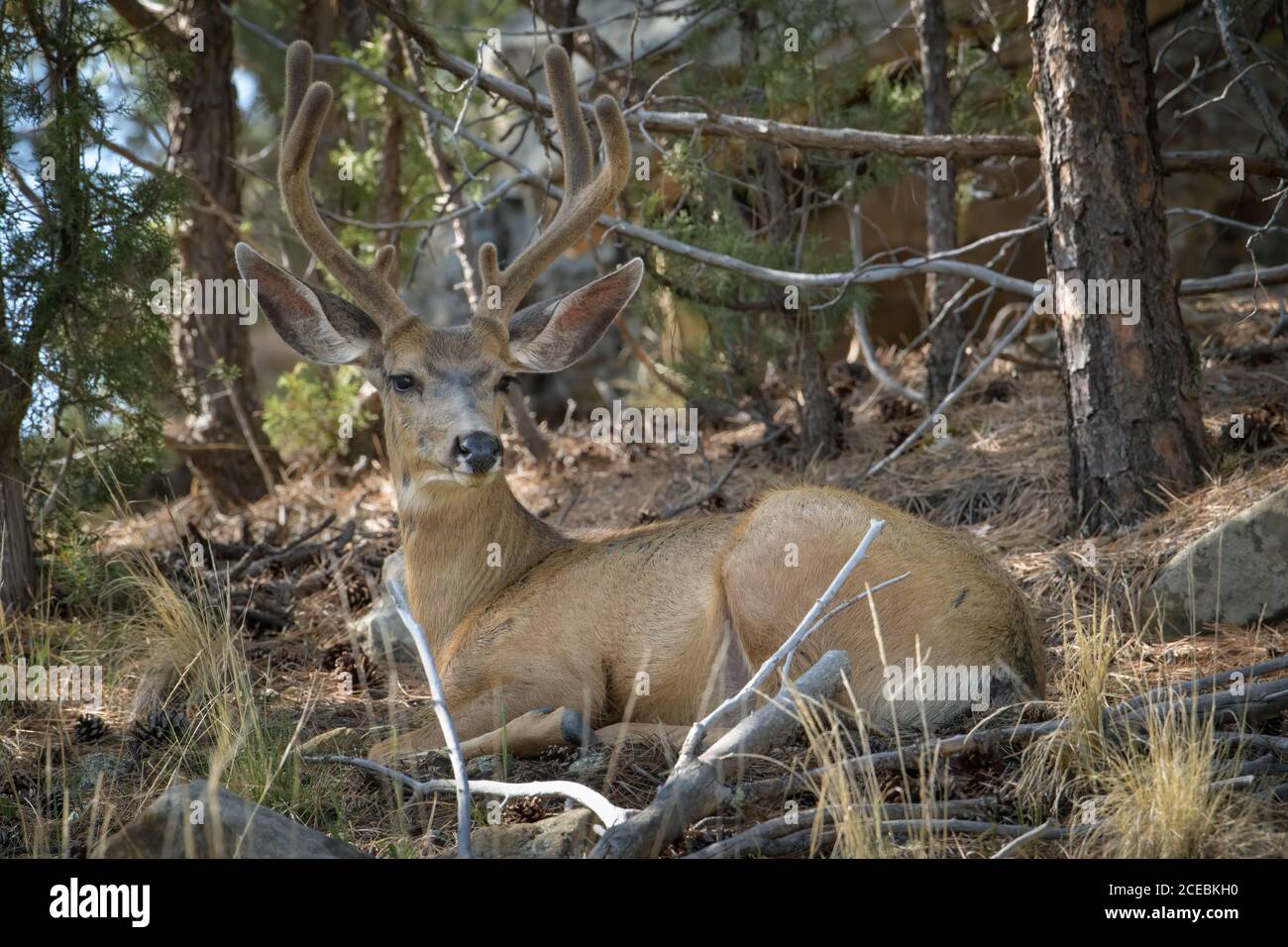 A mature male mule deer buck growing large velvet covered antlers bedded down to rest in the forest. Stock Photo