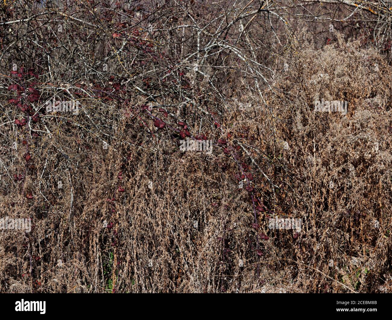 Dry grass dead plants hi-res stock photography and images - Alamy