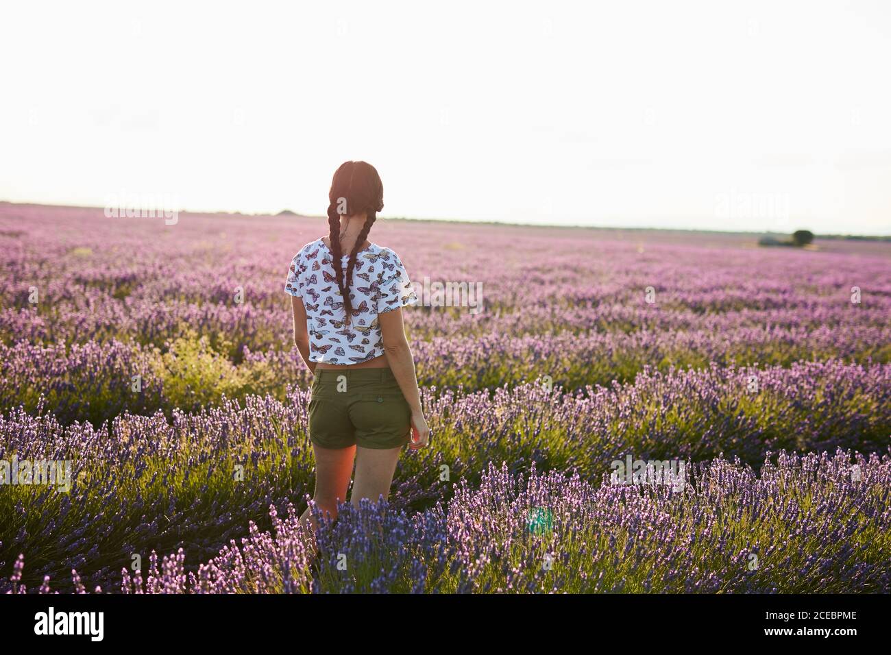 Back view lady in t-shirt and shorts between beautiful purple flowers on lavender field Stock Photo