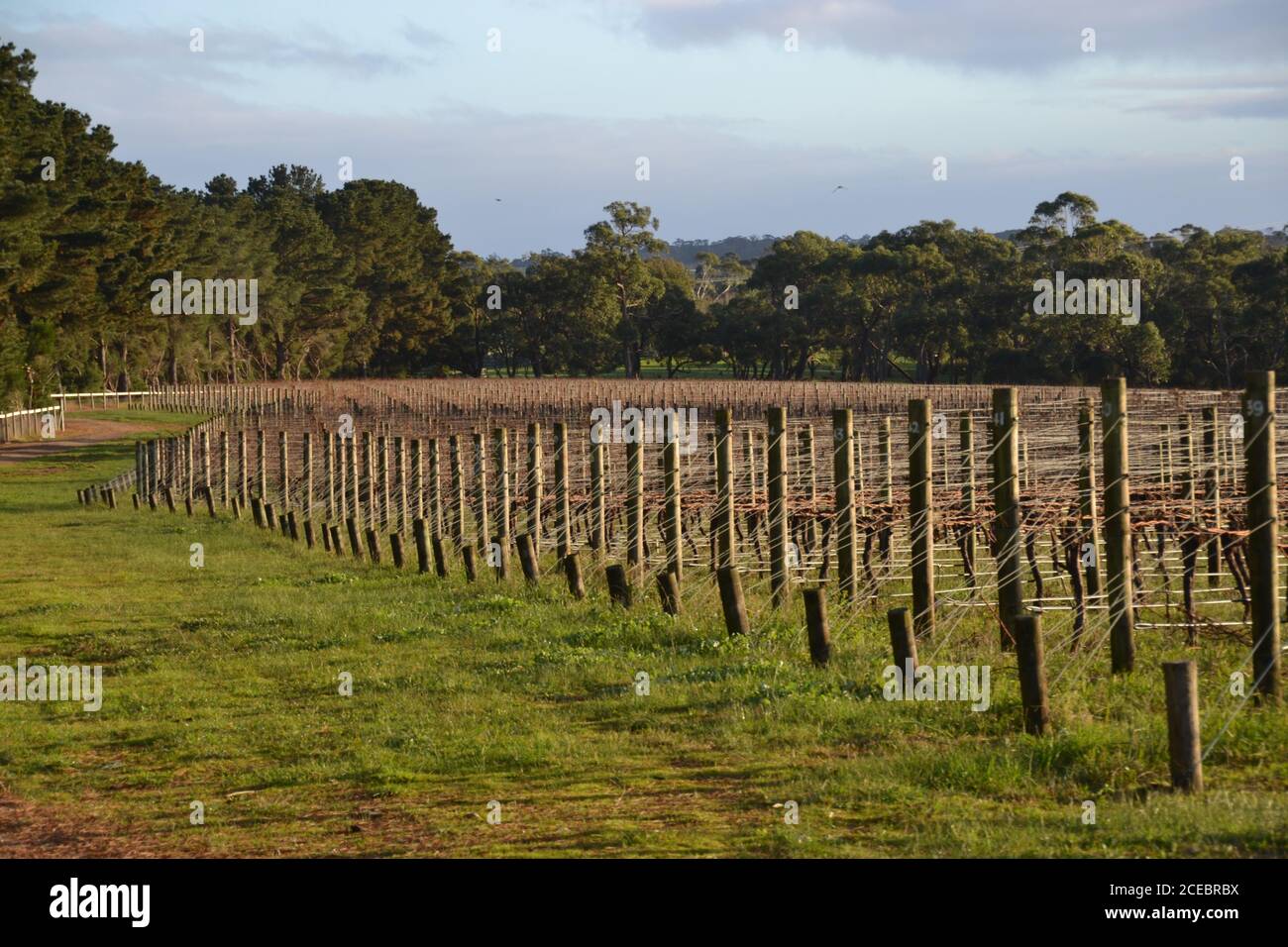 Neat rows of chardonnay grape vines at a vineyard on the Mornington Peninsula in Australia with winter sunshine Stock Photo