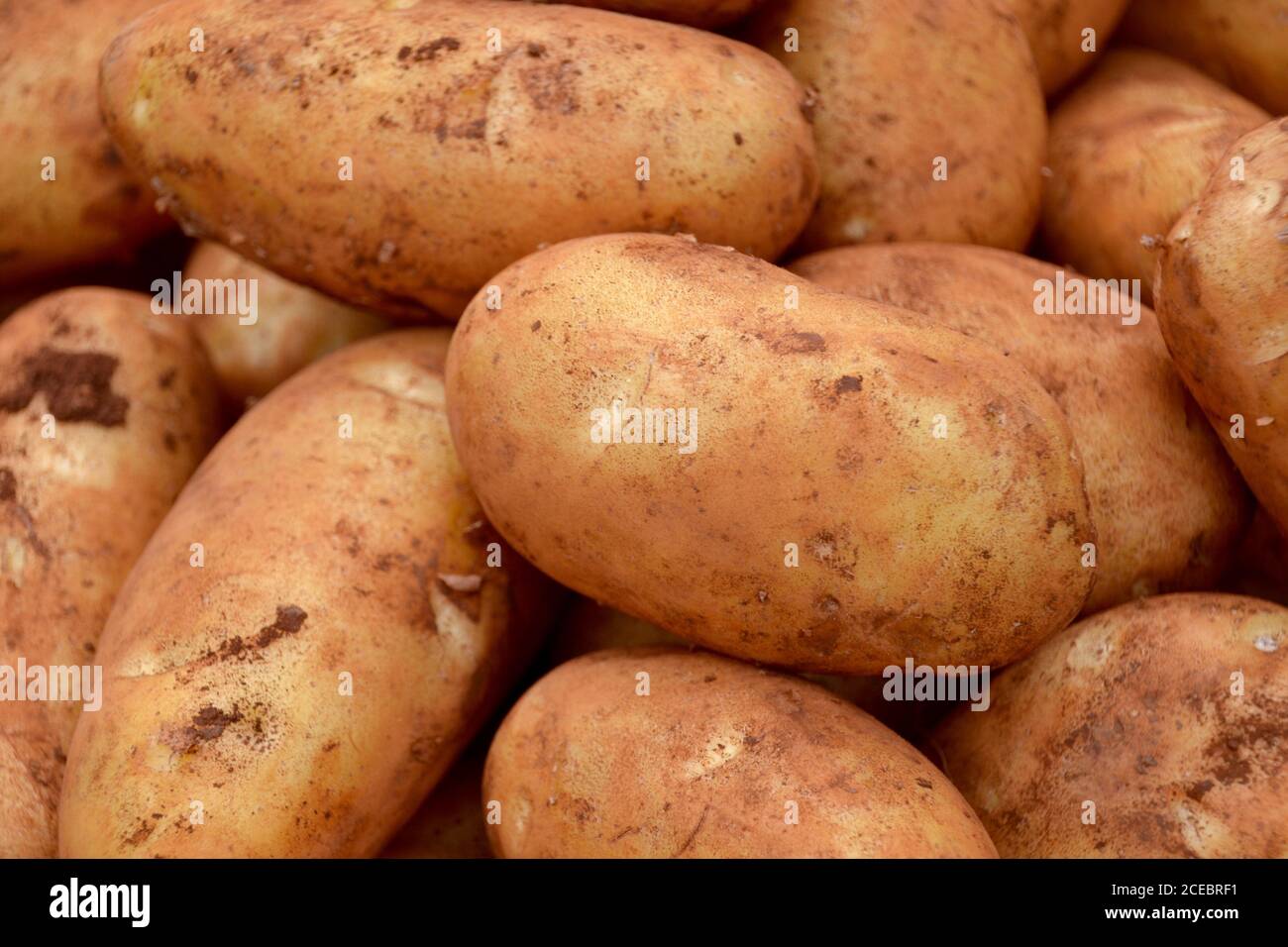 Organic dirty unwashed fresh potatoes in macro closeup at a farmers market in Mallacoota in Australia Stock Photo