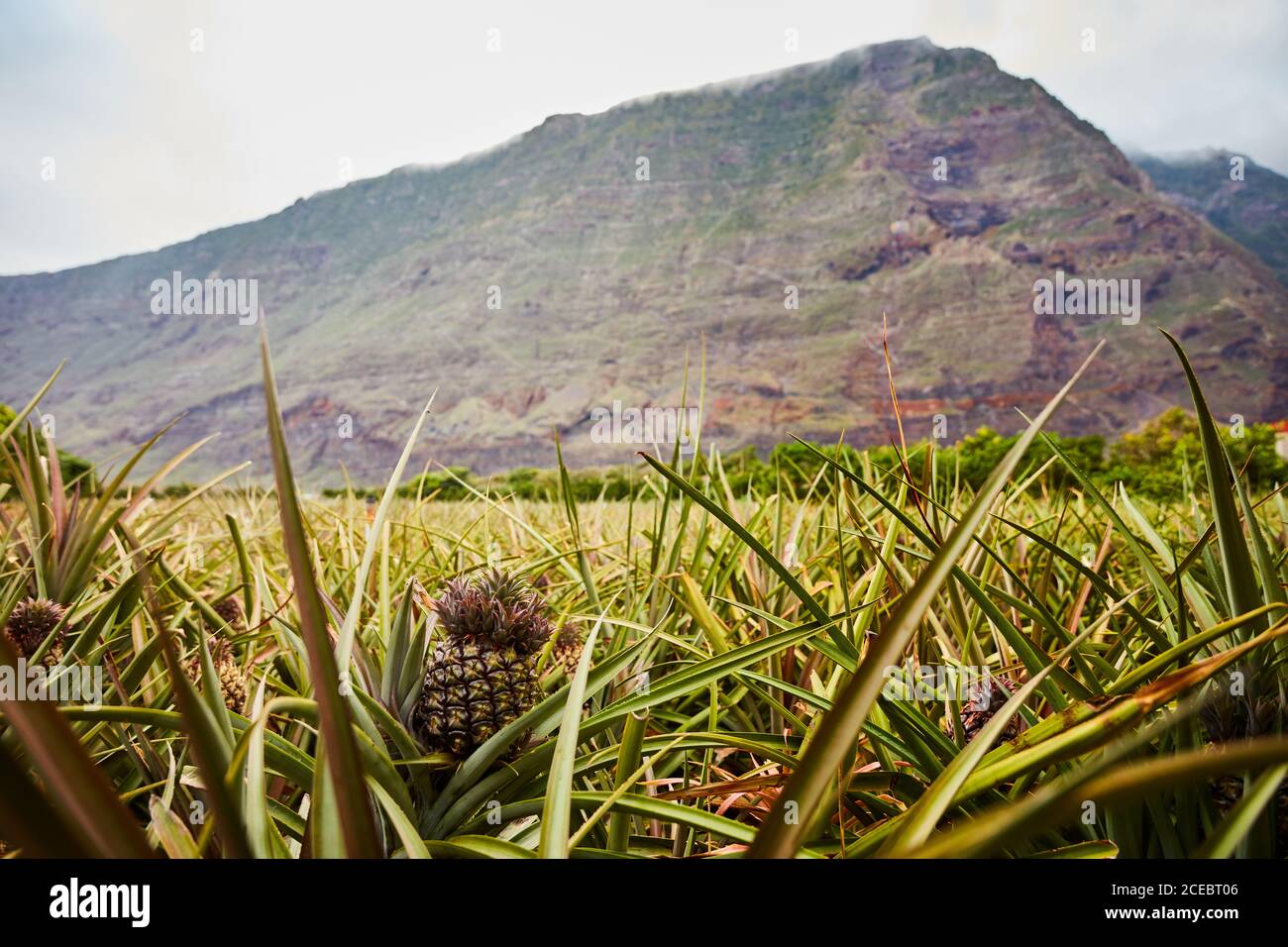 Beautiful tropical plantation of pineapples on bottom of cliffy mountains in cloudy day, Canary Islands Stock Photo