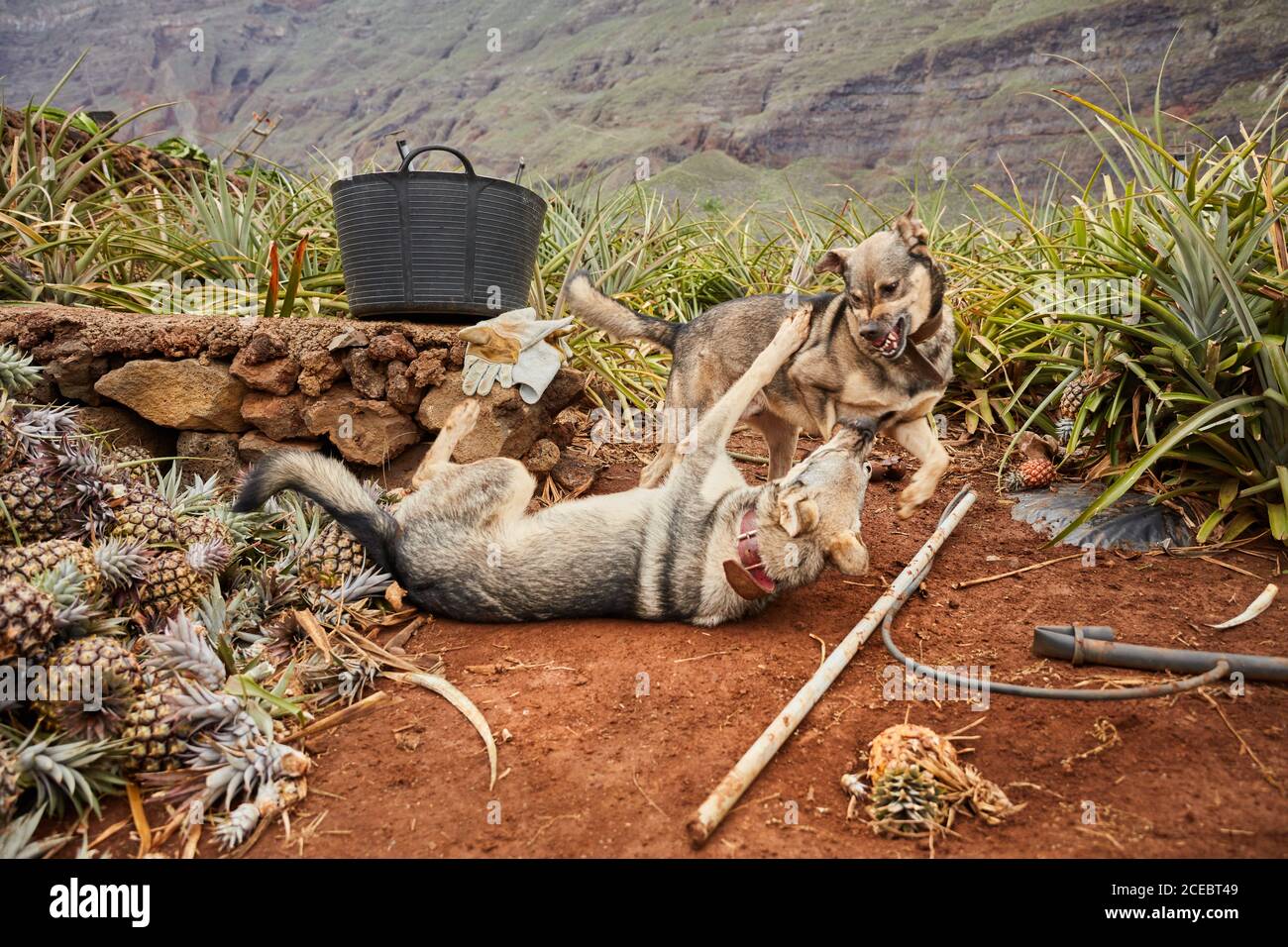 Two dogs on playing and fighting on ground of tropical farmland with growing pineapples, Canary Islands Stock Photo