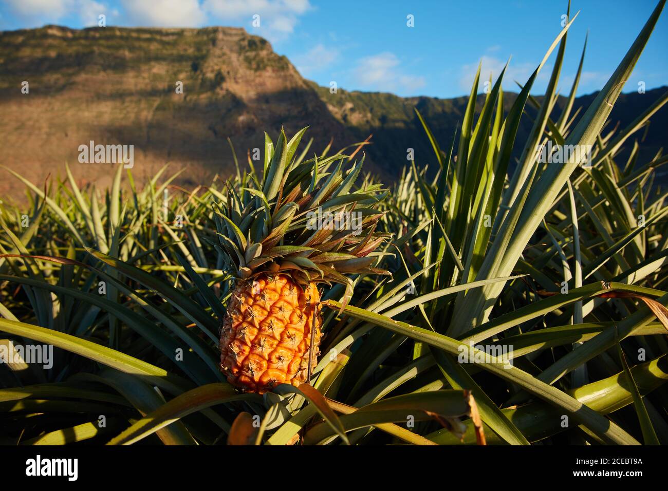 Beautiful tropical plantation of pineapples on bottom of cliffy mountains in cloudy day, Canary Islands Stock Photo