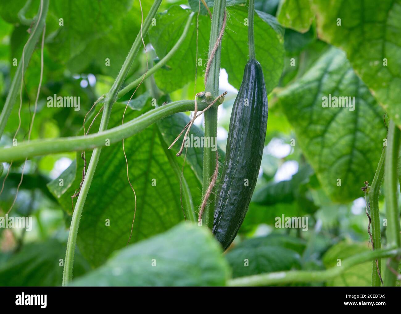 Young telegraph cucumbers growing in a glasshouse, Canterbury, New